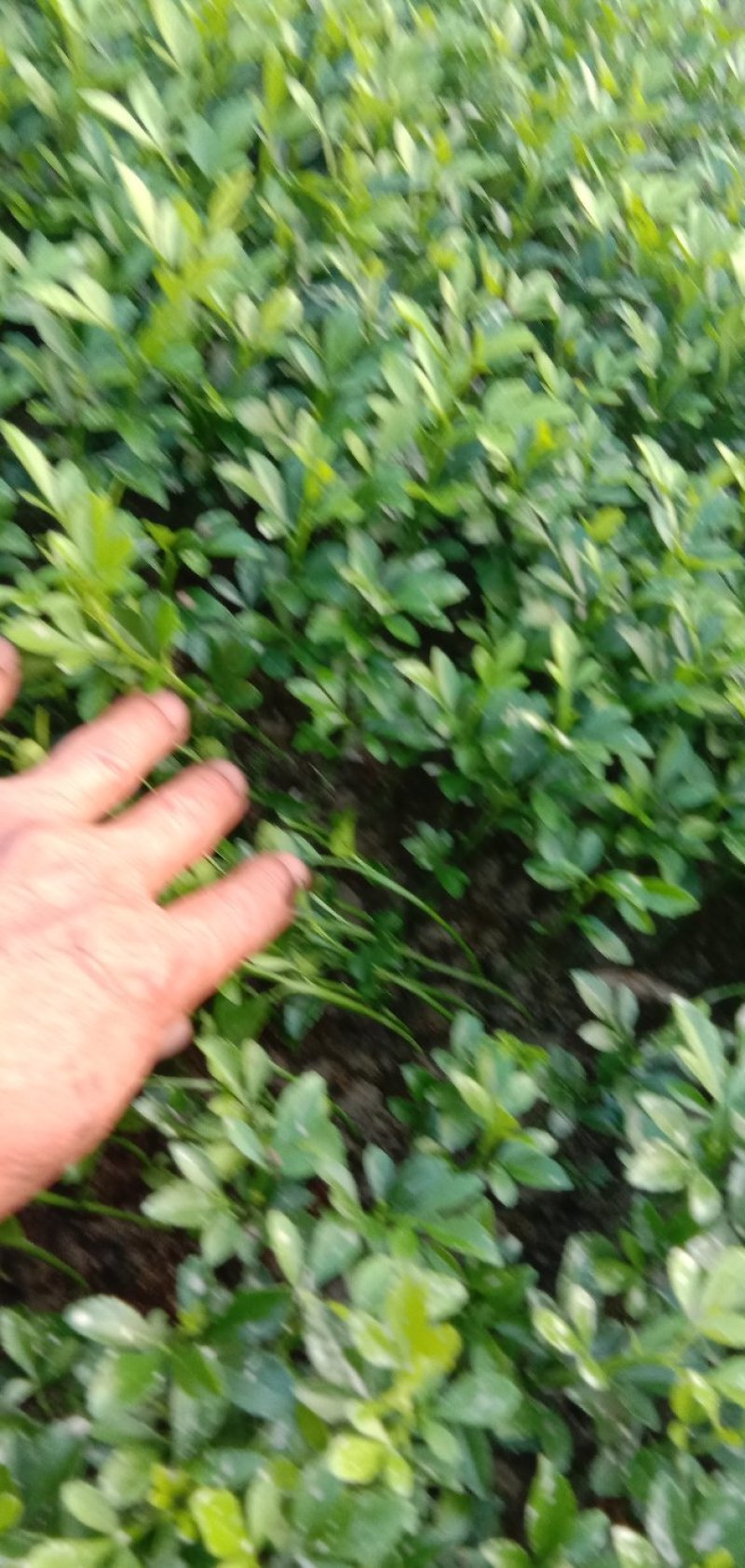 枳壳苗、药用枳壳苗、规格齐全，品质保证，欢迎来电咨询