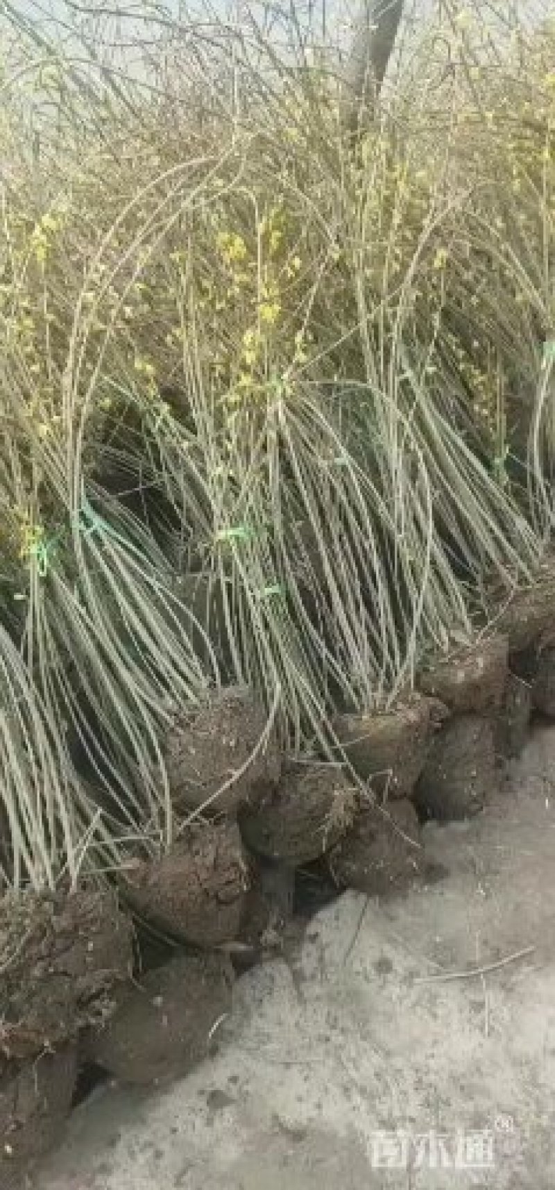 苗木樱花，樱花价格咨询，