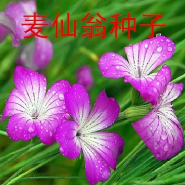 麦仙翁种子一年生草本种植花海公园庭院。