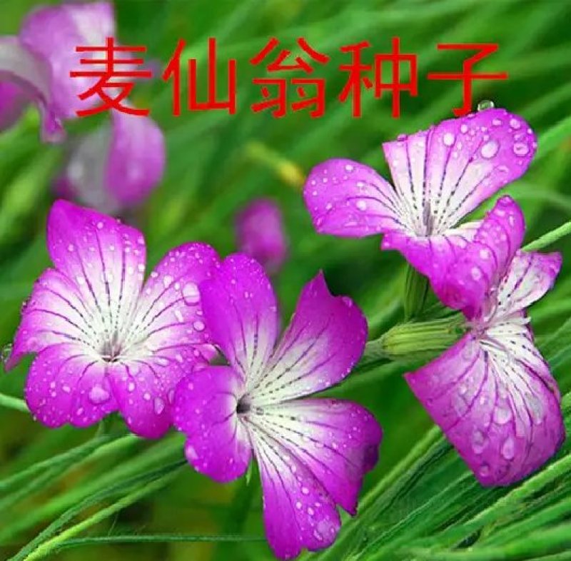 麦仙翁种子一年生草本种植花海公园庭院。