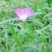 麦仙翁种子一年生草本种植花海公园庭院。