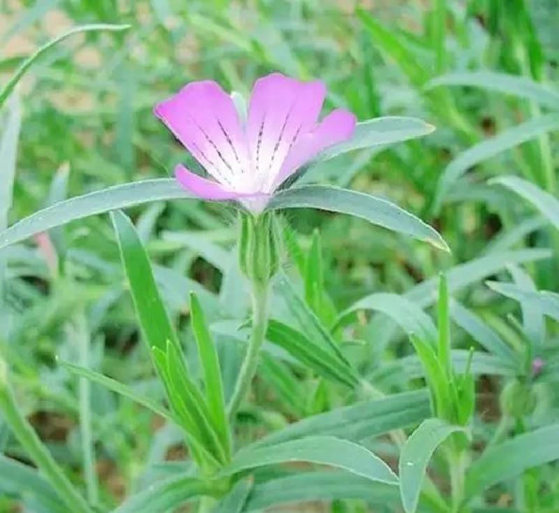 麦仙翁种子一年生草本种植花海公园庭院。