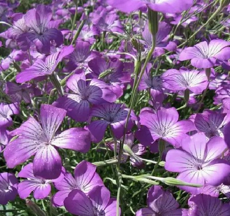 麦仙翁种子一年生草本种植花海公园庭院。