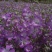 麦仙翁种子一年生草本种植花海公园庭院。