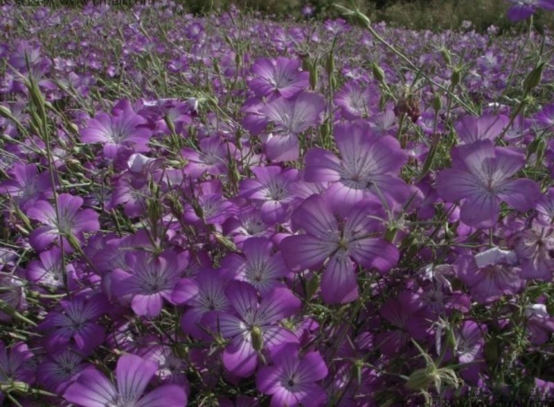 麦仙翁种子一年生草本种植花海公园庭院。
