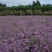 麦仙翁种子一年生草本种植花海公园庭院。