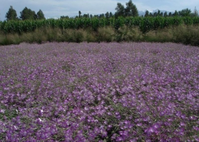 麦仙翁种子一年生草本种植花海公园庭院。