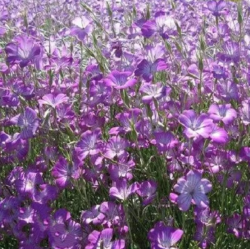 麦仙翁种子一年生草本种植花海公园庭院。