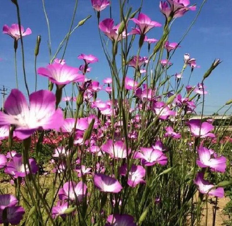 麦仙翁种子一年生草本种植花海公园庭院。