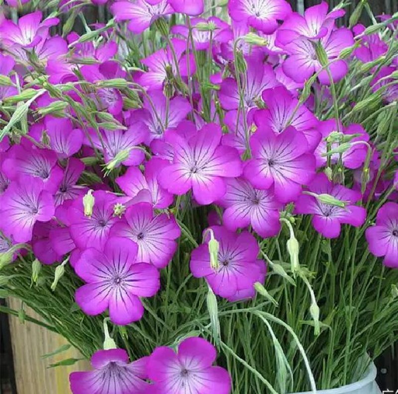 麦仙翁种子一年生草本种植花海公园庭院。