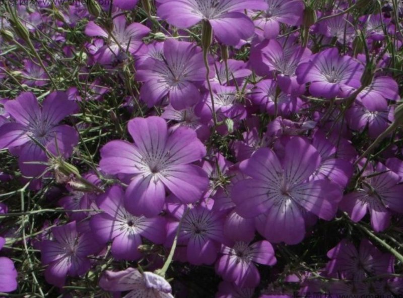 麦仙翁种子一年生草本种植花海公园庭院。