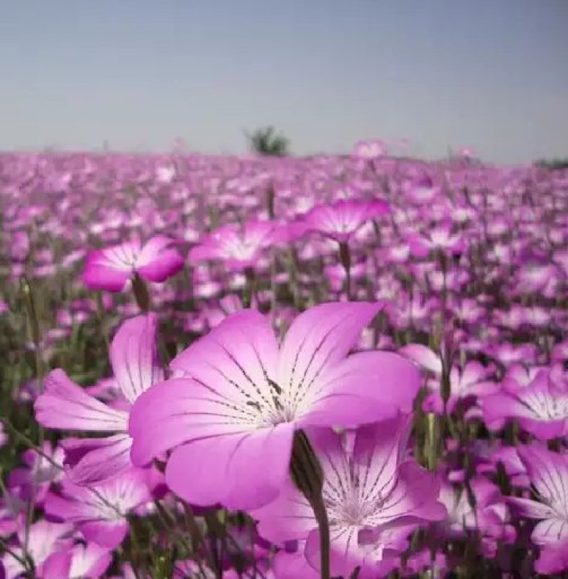 麦仙翁种子一年生草本种植花海公园庭院。