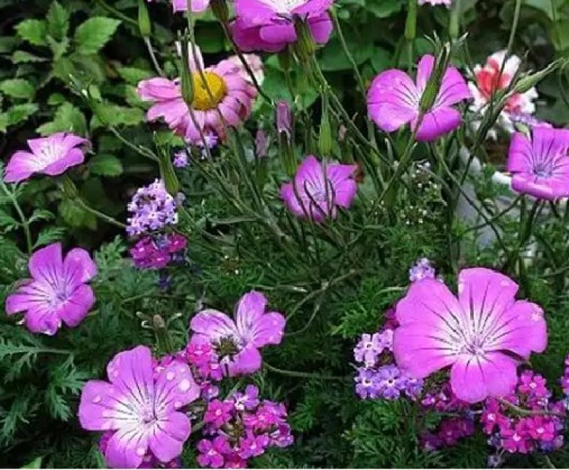 麦仙翁种子一年生草本种植花海公园庭院。
