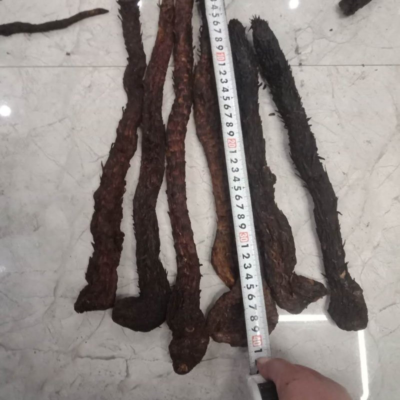 肉苁蓉软油肉苁蓉内蒙阿拉善肉苁蓉产地量大从优