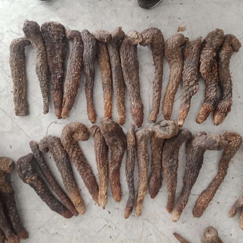 肉苁蓉软油肉苁蓉内蒙阿拉善肉苁蓉产地量大从优