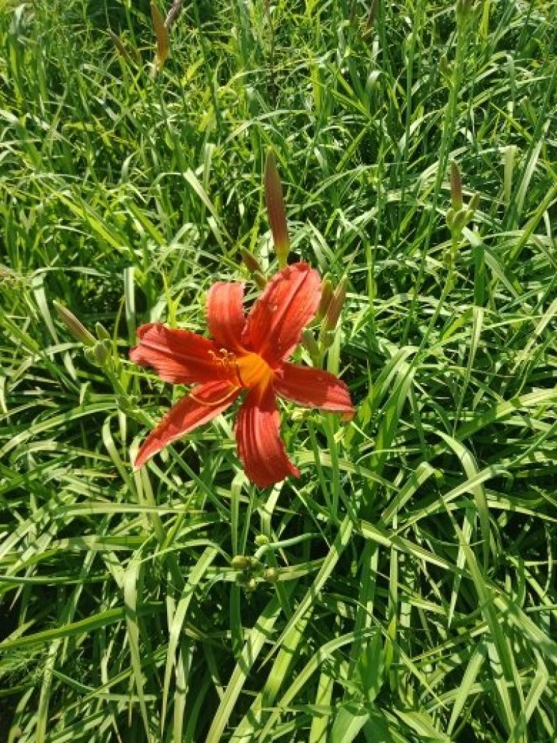红花萱草