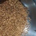 【短草:碎草】虫草素提取，药用打粉【李大人村】产地批发