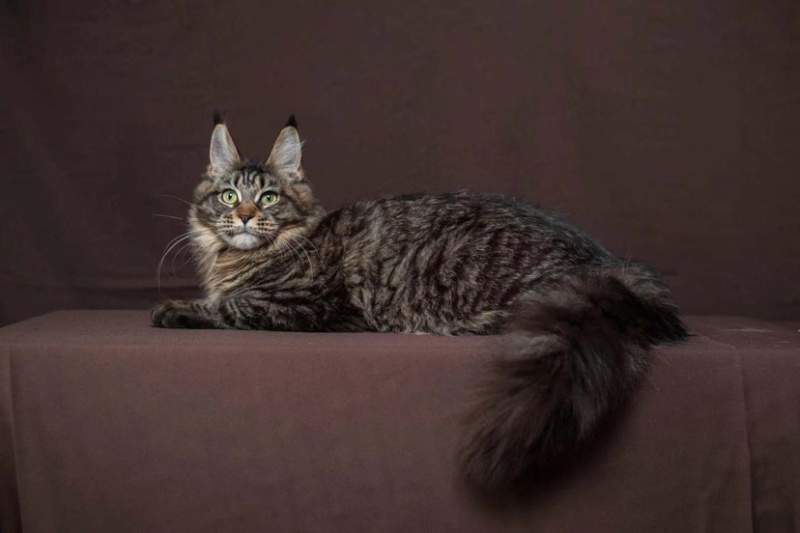 喜欢的可以加v信视频选猫