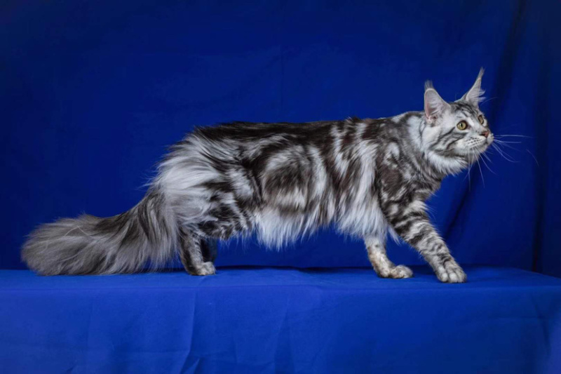 喜欢的可以加v信视频选猫