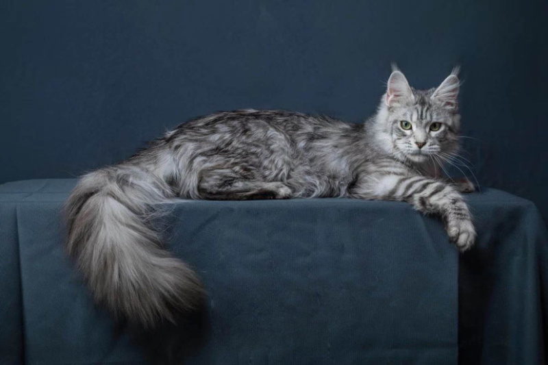 喜欢的可以加v信视频选猫
