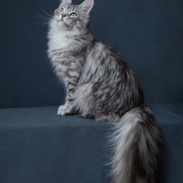 喜欢的可以加v信视频选猫