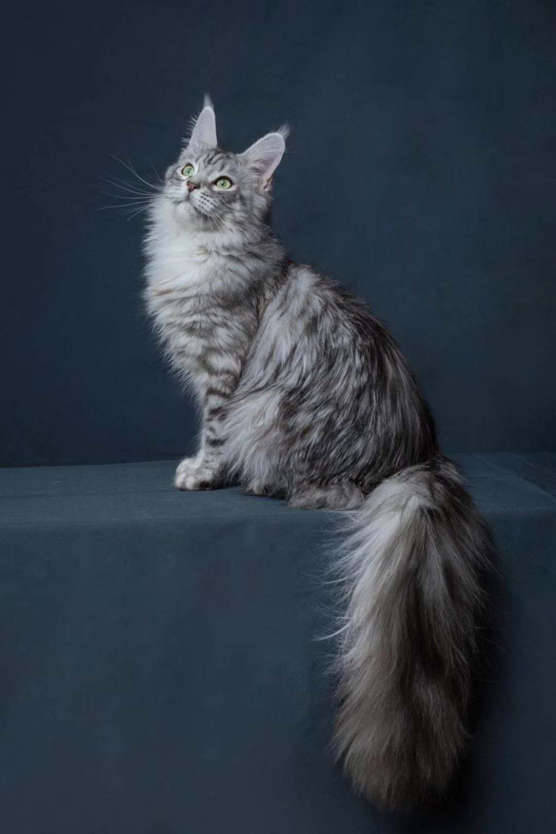 喜欢的可以加v信视频选猫