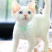 德文卷毛猫幼仔德文卷毛幼仔白色