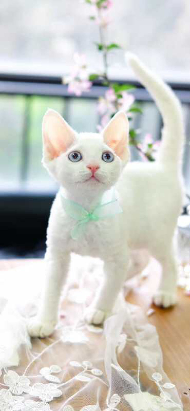德文卷毛猫幼仔德文卷毛幼仔白色