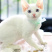 德文卷毛猫幼仔德文卷毛幼仔白色