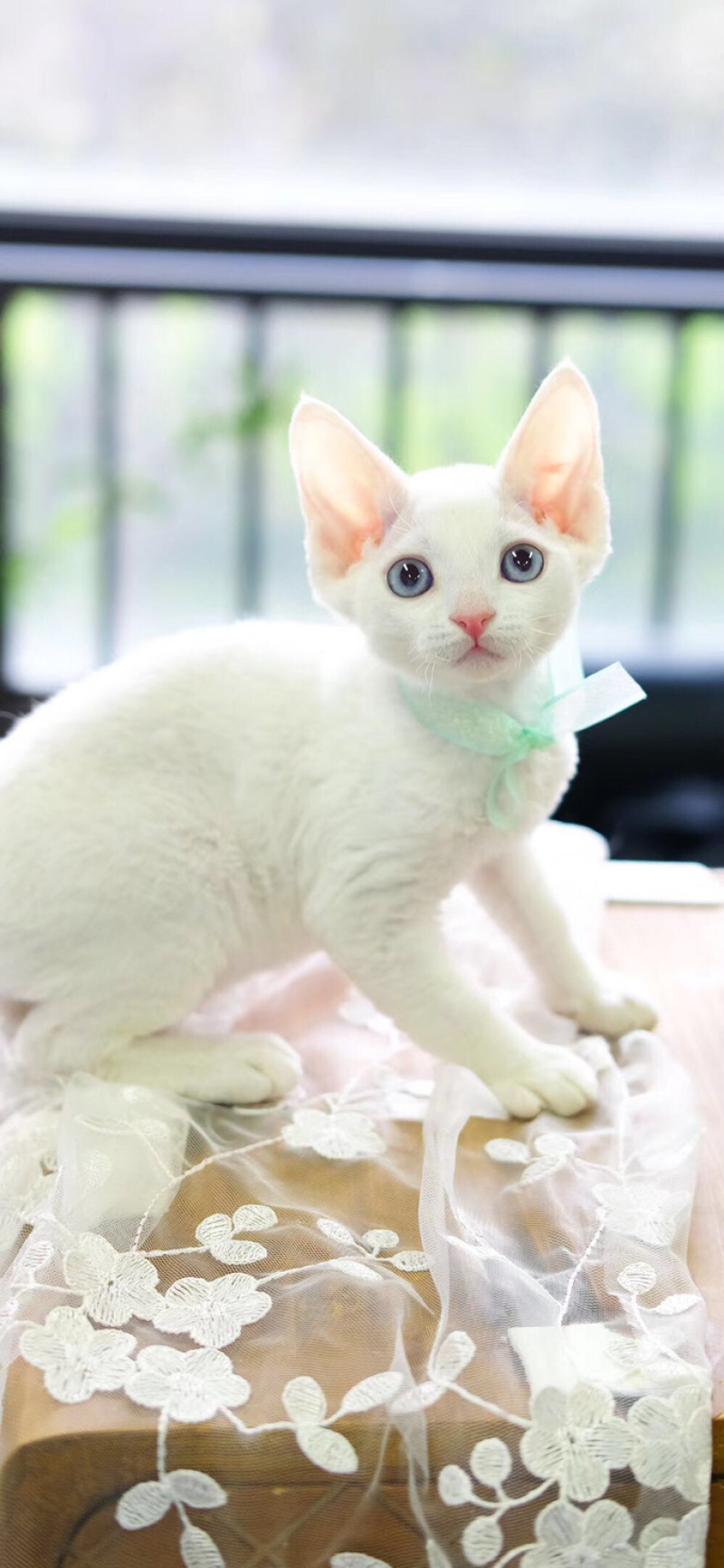 德文卷毛猫幼仔德文卷毛幼仔白色