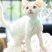 德文卷毛猫幼仔德文卷毛幼仔白色