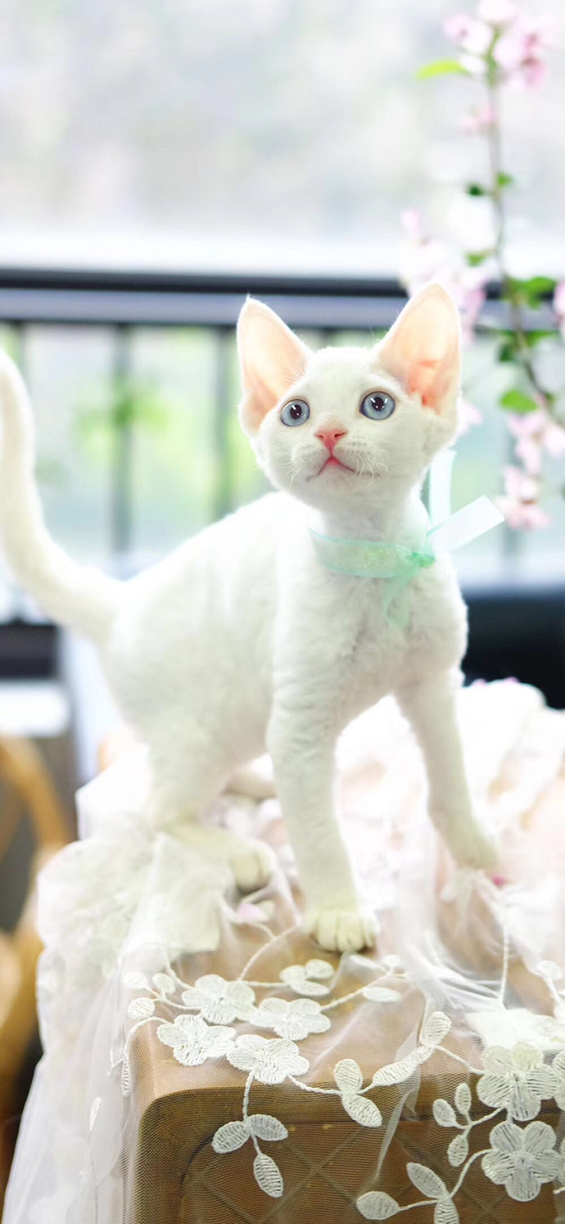 德文卷毛猫幼仔德文卷毛幼仔白色