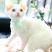 德文卷毛猫幼仔德文卷毛幼仔白色