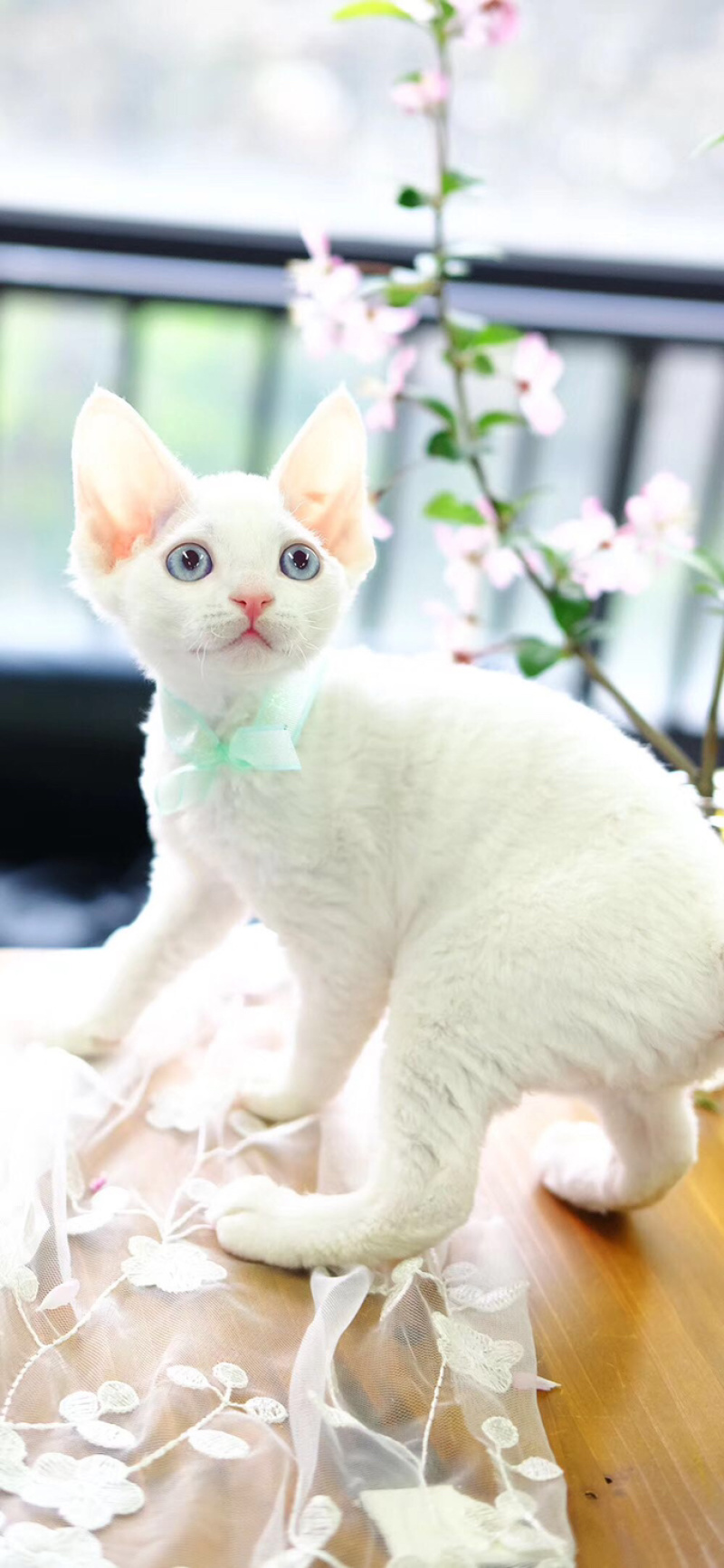德文卷毛猫幼仔德文卷毛幼仔白色