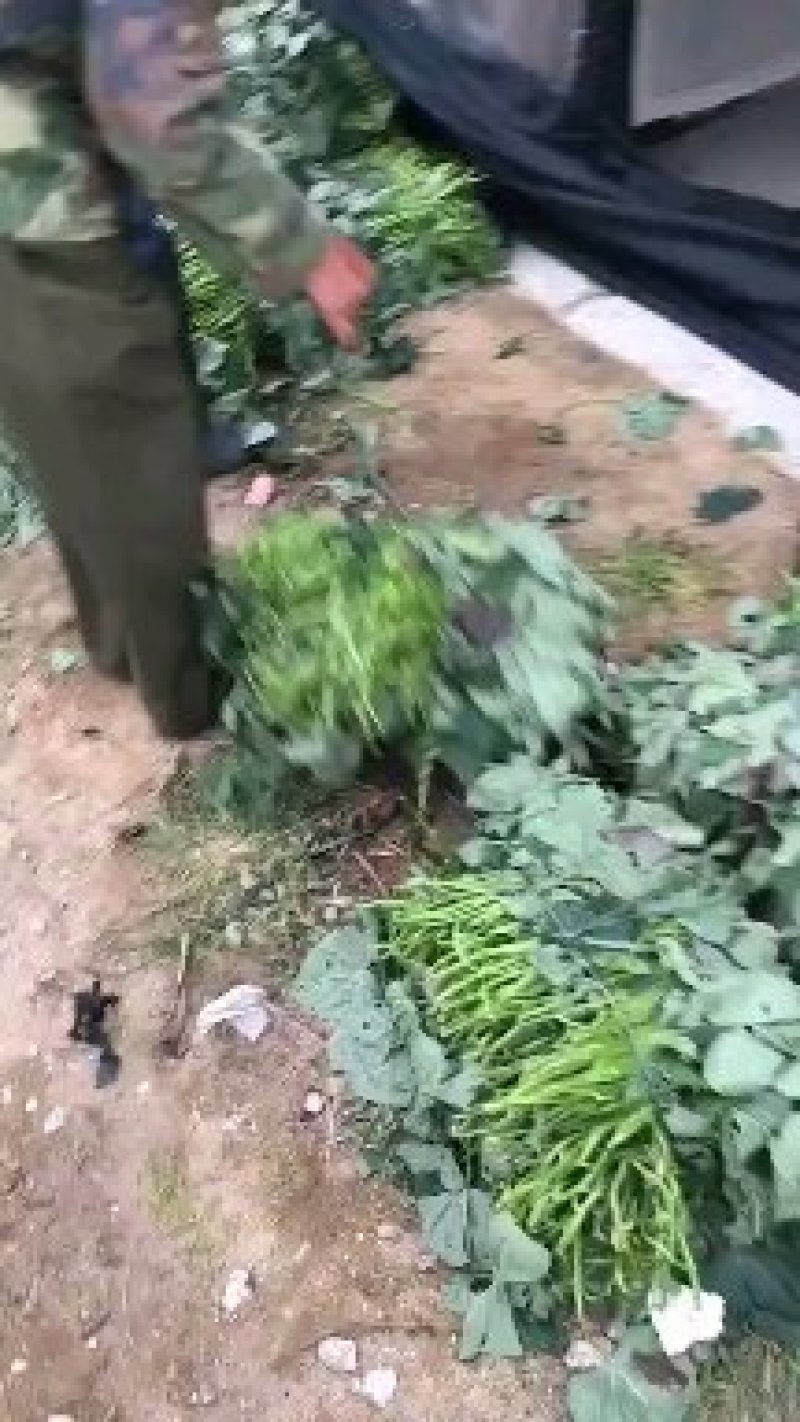 红薯苗