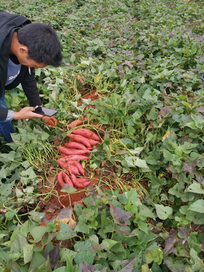 红薯苗