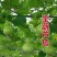 天然手捻大中小葫芦种子美国葫芦籽阳台观赏葫芦种盆栽