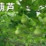 天然手捻大中小葫芦种子美国葫芦籽阳台观赏葫芦种盆栽