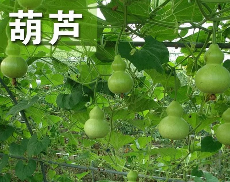 天然手捻大中小葫芦种子美国葫芦籽阳台观赏葫芦种盆栽