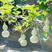天然手捻大中小葫芦种子美国葫芦籽阳台观赏葫芦种盆栽