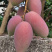红贵妃芒果(一件代发)，醇浓甜香，多汁细腻，鲜甜多汁