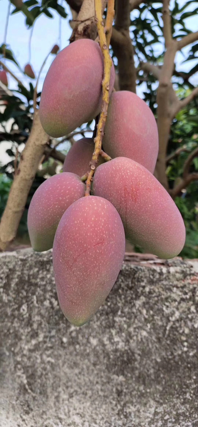 红贵妃芒果(一件代发)，醇浓甜香，多汁细腻，鲜甜多汁