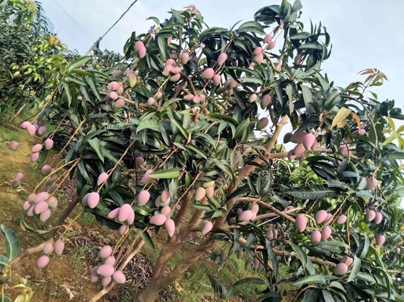 红贵妃芒果(一件代发)，醇浓甜香，多汁细腻，鲜甜多汁