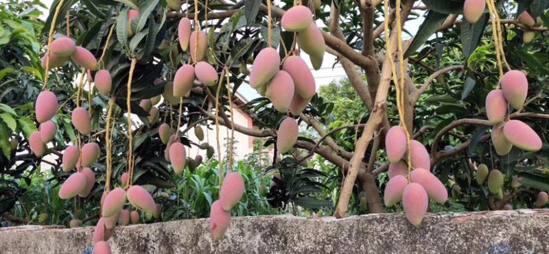 红贵妃芒果(一件代发)，醇浓甜香，多汁细腻，鲜甜多汁
