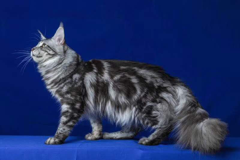 喜欢的可以加v信视频选猫