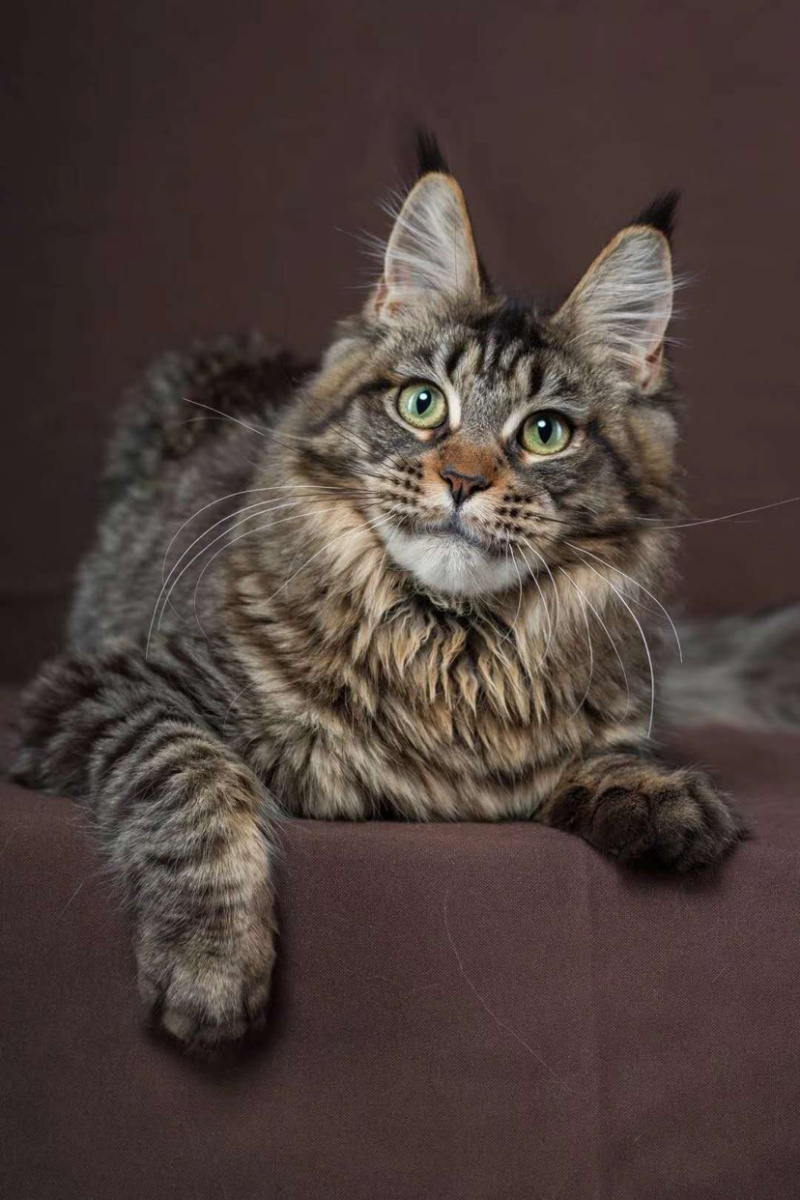 喜欢的可以加v信视频选猫