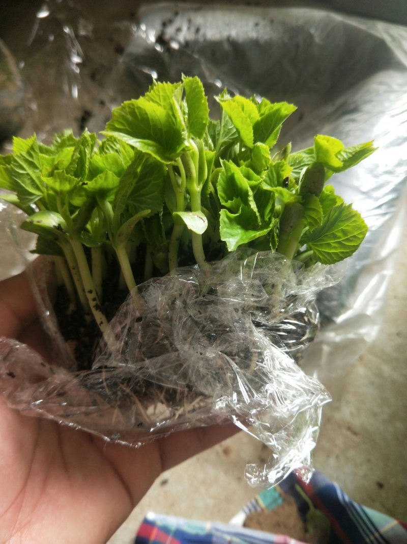 青龙苦瓜苗，绿苦瓜苗大棚种植培育品质保障量大从优欢迎