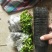 青龙苦瓜苗，绿苦瓜苗大棚种植培育品质保障量大从优欢迎