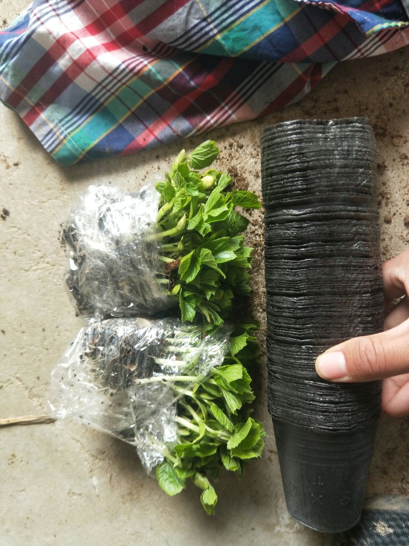 青龙苦瓜苗，绿苦瓜苗大棚种植培育品质保障量大从优欢迎