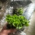 青龙苦瓜苗，绿苦瓜苗大棚种植培育品质保障量大从优欢迎